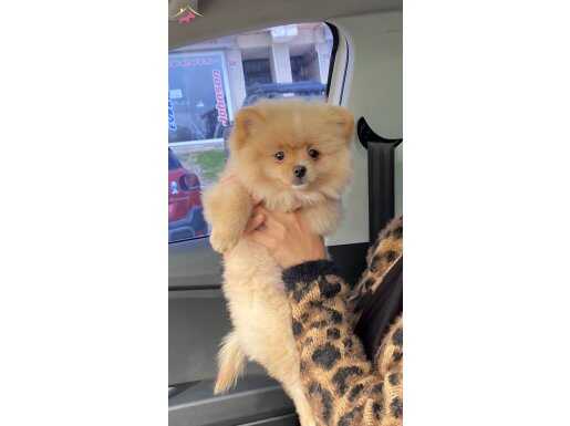 Pomeranian 