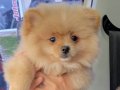 Pomeranian 