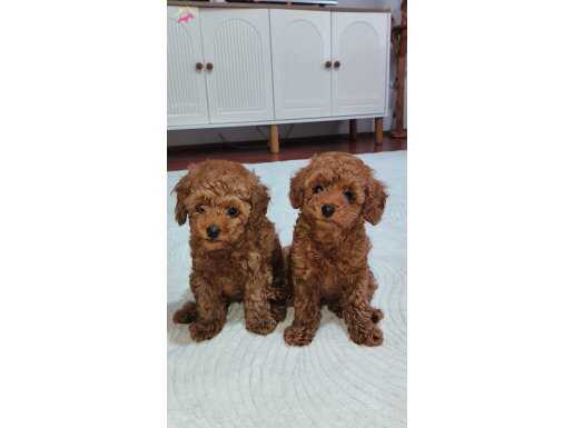 Kalite tesadüf değildir