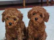 Kalite tesadüf değildir