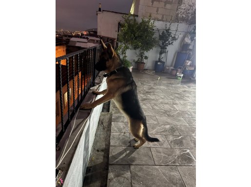 9 Aylık herşeyi tam safkan alman kurdu