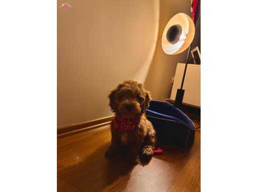 SAHİPLENDİRİLECEK AKILLI VE OYUNCU MALTİPOO