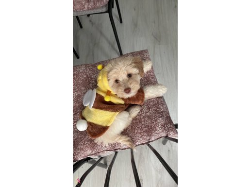 Küçük tatlı köpek 