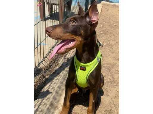 6 buçuk aylık sağlıklı doberman