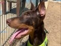 6 buçuk aylık sağlıklı doberman