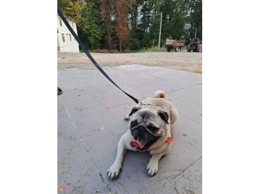 Pug erkek 1.5 yaşında işe başladıgım için satıyorum