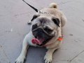 Pug erkek 1.5 yaşında işe başladıgım için satıyorum