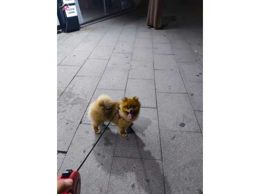 Pomerian acil satılık lütfen  sms mesaj yazın yada arayı
