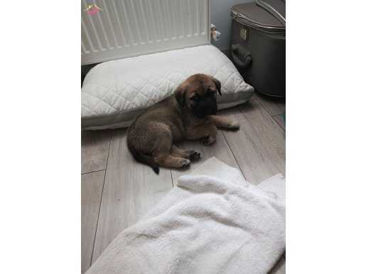 Daha yeni sütten kesilen kangalımız satılıktır. 