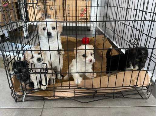 5 adet yavru 1 adet anneleri 