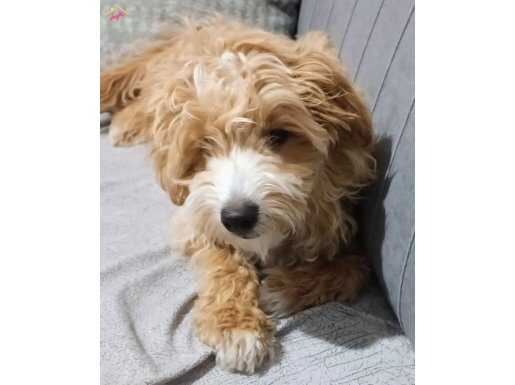 6 aylık maltipo yavru