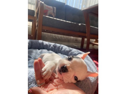 2 aylık,dişi,kan testi yapıldı sağlıklı