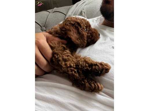 3 Aylık Eğitimli ve Sağlıklı Toy Poodle 