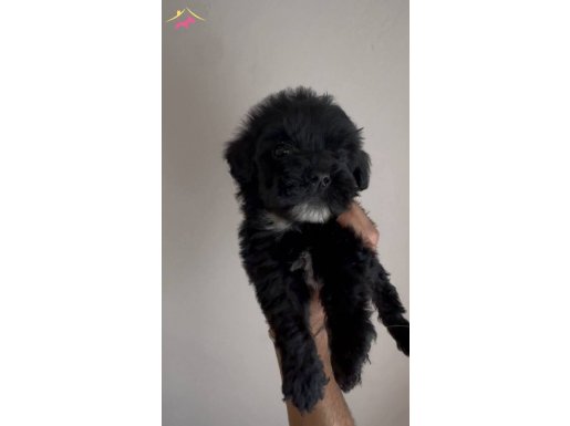 2 aylık maltipoo yavrumuz 