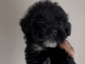 2 aylık maltipoo yavrumuz 
