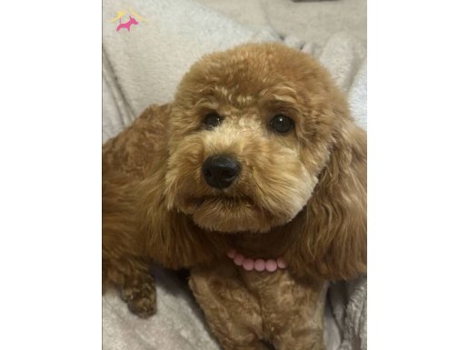 Oyuncu Poodle İzmir