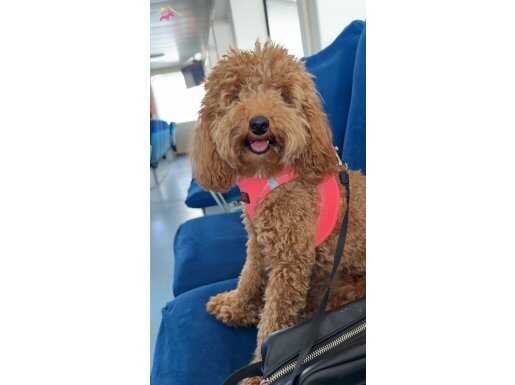 1 Yaşında Toy Poodle