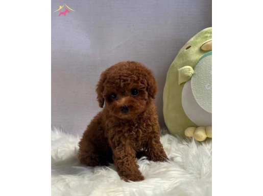 Ev ortamından gerçek kore Micro toy yavrular