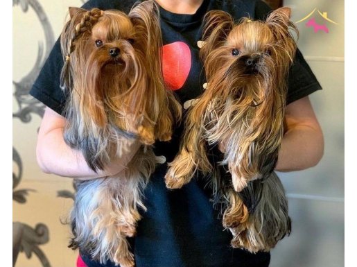 Ev ortamından eğitimli teacup ve 0 no yavrular