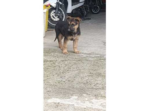 A kalite alman kurdu 