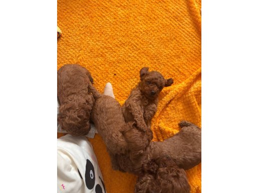 Safkan Poodle dişi/erkek mevcuttur