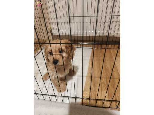 Maltipoo kızımız yeni yuvasını arıyor