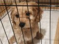 Maltipoo kızımız yeni yuvasını arıyor
