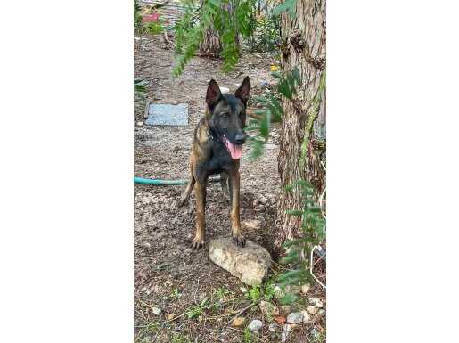 Oğlumuz Baron için ömürlük bir yuva arıyoruz