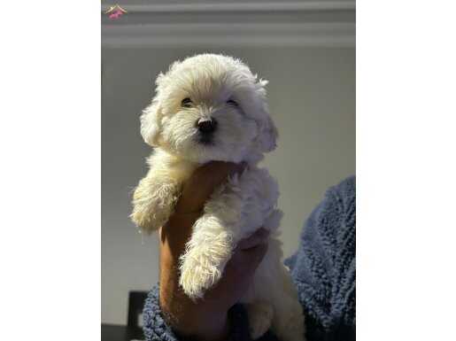 Ev ortamı sıfır numara maltese yavrularimiz 