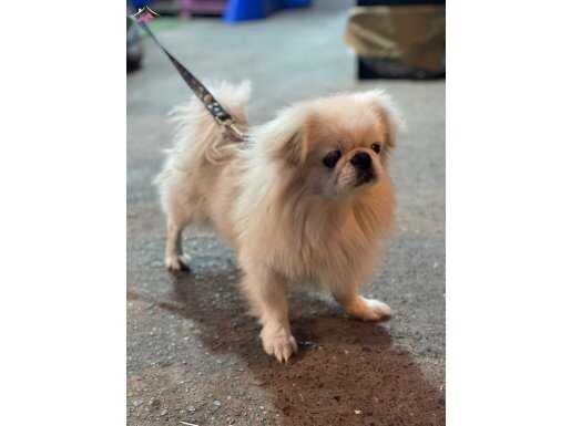 Sıfır burun beyaz erkek köpek 