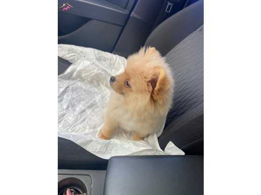 3 aylık dişi pomeranian yavrumuz 