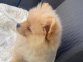 3 aylık dişi pomeranian yavrumuz 