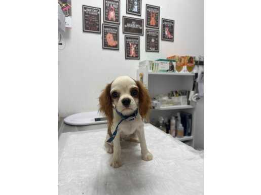 Bu tatlı yavru yeni yuvasını arıyor