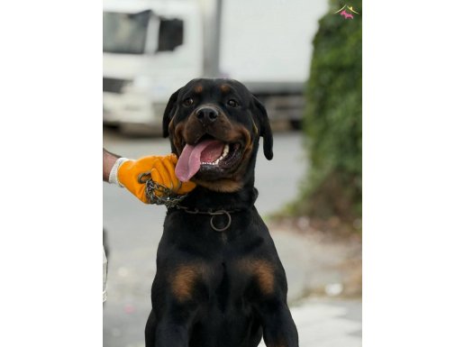 Acil Orjinal Dişi Rotweiler 