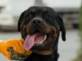 Acil Orjinal Dişi Rotweiler 