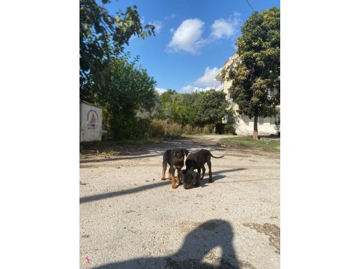 SAFKAN ROTTWEİLER YAVRU 