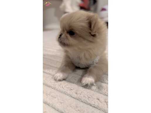 Tüylü Erkek Chihuahua