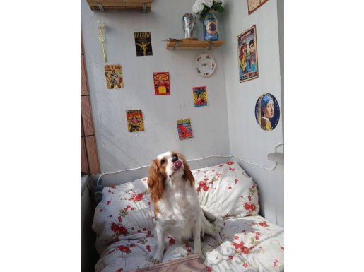 2 yaş king charles eğitimli