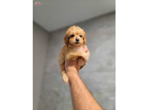 Özel maltipoo yavrumuz sahiplendirilicektir