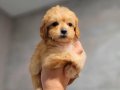 Özel maltipoo yavrumuz sahiplendirilicektir