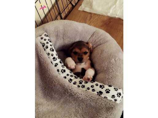 Boni için yeni yuva arıyoruz