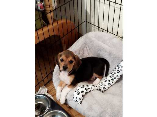 Boni için yeni yuva arıyoruz