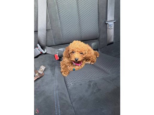 4 aylık sevimli Poodle yavrum aşıları tam yuvasını arıyor