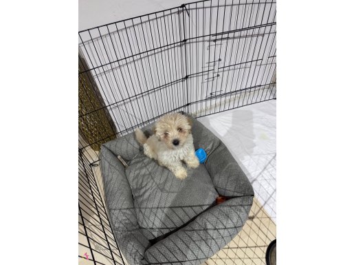 2 AYLIK TUVALET EĞİTİMİ VERİLMİŞ ERKEK