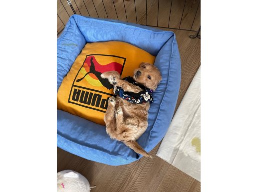 Eşyasıyla beraber 50 günlük karamel maltipoo