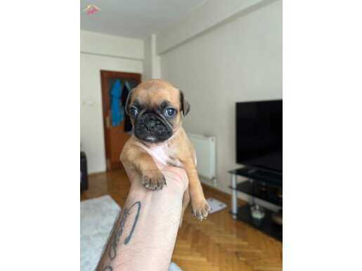 Pug yeni yavrular