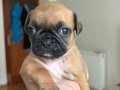 Pug yeni yavrular