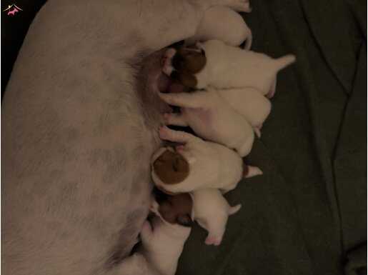 Jack russel yavrular 1 haftalık