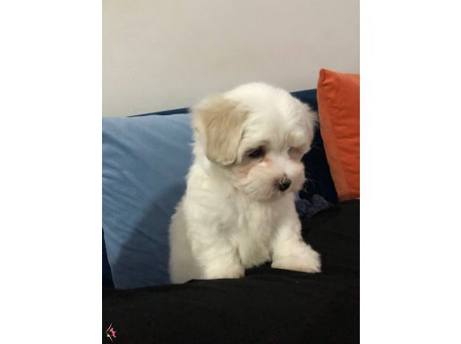 (0 Günlük aşı başlangıcı yapıldı