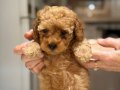 Muhteşem tüy kalitesi toy Poodle bebekler 